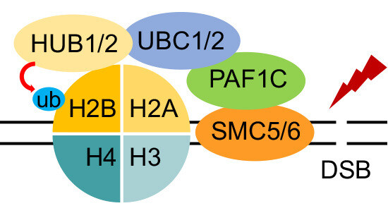 Schematic visualization of the article's synopsis