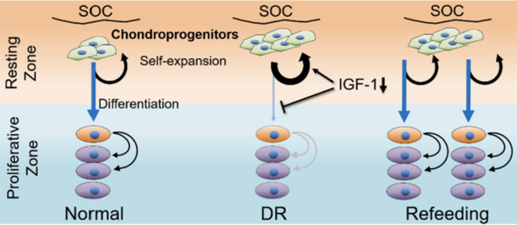 Graphical summary how the dynamics of chondroprogenitors change during DR and refeeding.