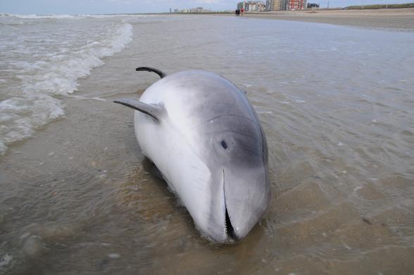 Dead harbour porpoise with net marks from being caught in a fishing net (courtesy of Jan Haelters). CC-BY 4.0 https://oap.ospar.org