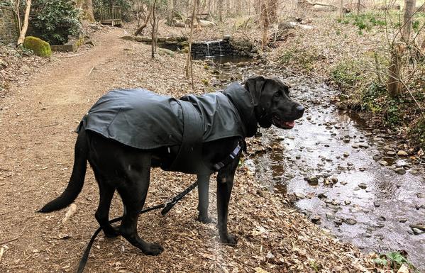 A black mostly-labrador mutt wearing a jacket, on a hiking train in a Washington DC park, along a small creek.
