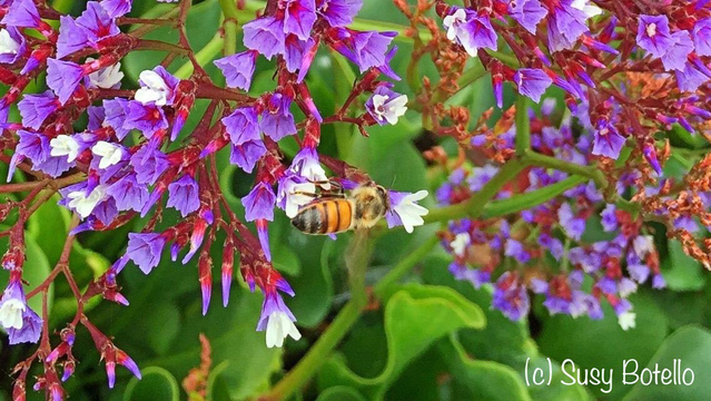 A bee perched on a whitnflower surrounded by purple flowers and green leaves.