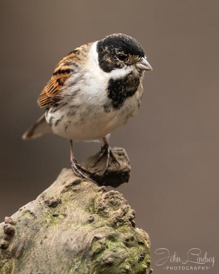 The beautiful Reed bunting taken At Pennington Flash nature reserve in Leigh. North West England.