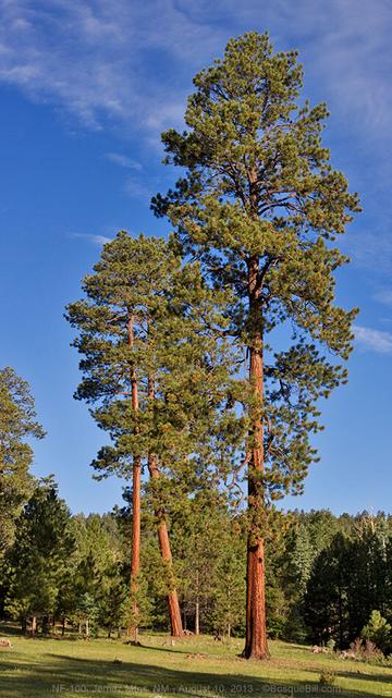 Three mature Ponderosa pine trees stand tall in a grassy clearing. The tallest over 120 feet high, the two others 80-100 feet. One of the smaller looks like it's leaning against the other. Pines of 30-44 feet tall surround the clearing on a clear day.
©BosqueBill.com