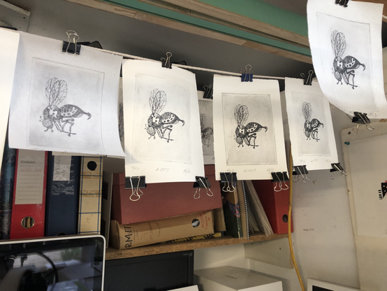 Photo of 5 intaglio prints of a wasp hanging left from string lines to dry for a few days.