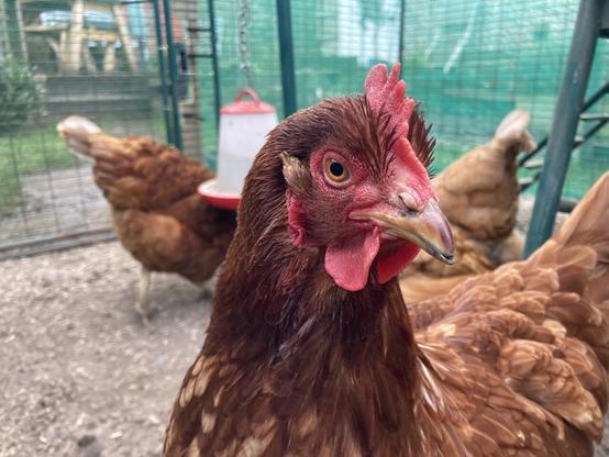 A beautiful hen with brown orange plumage looks at the camera in her run