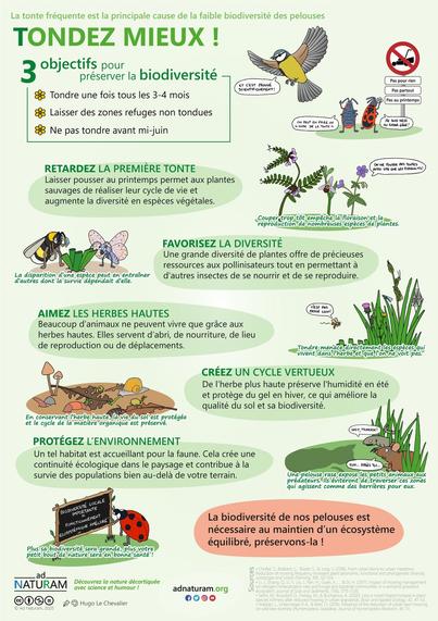 Affiche tondez mieux ! 

La tonte fréquente est la principale cause de la faible biodiversité des pelouses

TONDEZ MIEUX!

3 objectifs pour préserver la biodiversité

Tondre une fois tous les 3-4 mois

ET C'EST PROUVE SCIENTIFIQUEMENT!:

Pas pour rien

Pas partout

Pas au printemps

Laisser des zones refuges non tondues

Ne pas tondre avant mi-juin

RETARDEZ LA PREMIÈRE TONTE Laisser pousser au printemps permet aux plantes sauvages de réaliser leur cycle de vie et augmente la diversité en espèces végétales.
Couper trop tôt empêche la floraison et la reproduction de nombreuses especes de plantes.

FAVORISEZ LA DIVERSITÉ

Une grande diversité de plantes offre de précieuses ressources aux pollinisateurs tout en permettant à d'autres insectes de se nourrir et de se reproduire.

La disparition d'une espèce peut en entraîner d'autres dont la survie dépendait d'elle.

AIMEZ LES HERBES HAUTES

Beaucoup d'animaux ne peuvent vivre que grâce aux herbes hautes. Elles servent d'abri, de nourriture, de lieu de reproduction ou de déplacements.

Tondre menace directement les espèces qui vivent dans l'herbe et que l'on ne voit pas

En conservant l'herbe haute, la vie du sol est protégée et le cycle de la matière organique est préservé.

PROTÉGEZ L'ENVIRONNEMENT

Un tel habitat est accueillant pour la faune. Cela crée une continuité écologique dans le paysage et contribue à la survie des populations bien au-delà de votre terrain.