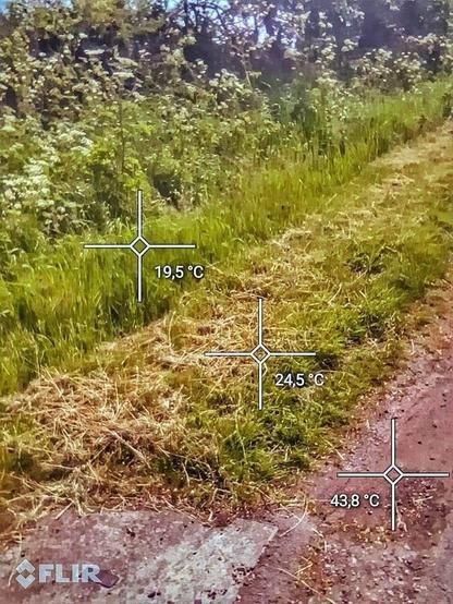Image de pelouse des plus hautes herbes à complètement sans herbe avec les températures : 19,5° dans des herbes moyennes, 24,5° en herbe rase, 43,8° sur la terre battue