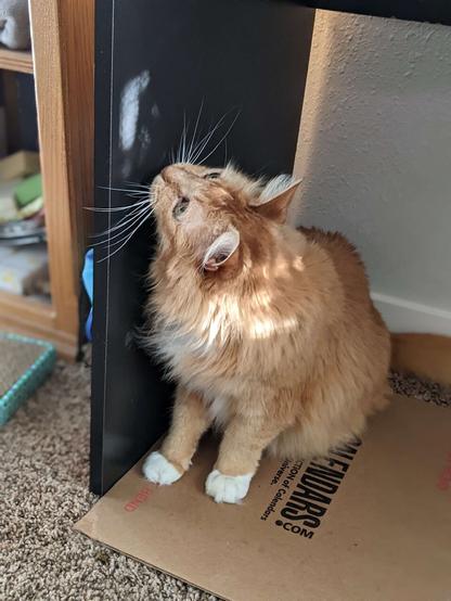 Floofy Ginger Cat carefully inspects a spot of light on the side of a dark colored book case