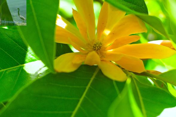 A close-up photograph of a magnolia champack or champaca tree flower and leaves.
It has broad leaves like any magnolia, but they are bright green.
The flowers are smaller than the Southern Magnolia prevalent in the US, and have a yellow color and sweet scent.