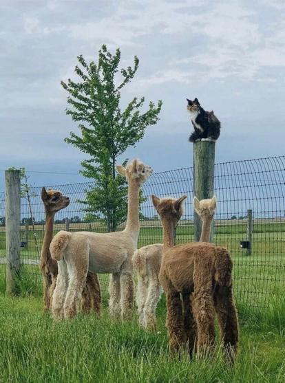 Cat sitting upon a fence post in a field as a group of llamas gather around as if to listen