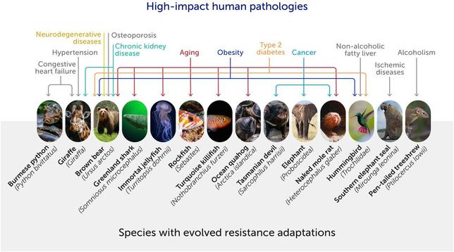 Some animal species have unique physiologies that may confer resistance to a range of high-impact modern human pathologies