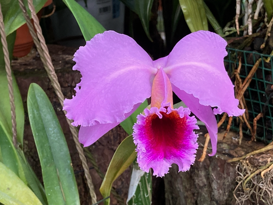 Große Orchideenblüte in lila