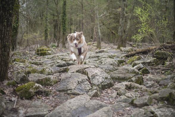 Limestone pavement and green moss with an aussie dog running towards camera