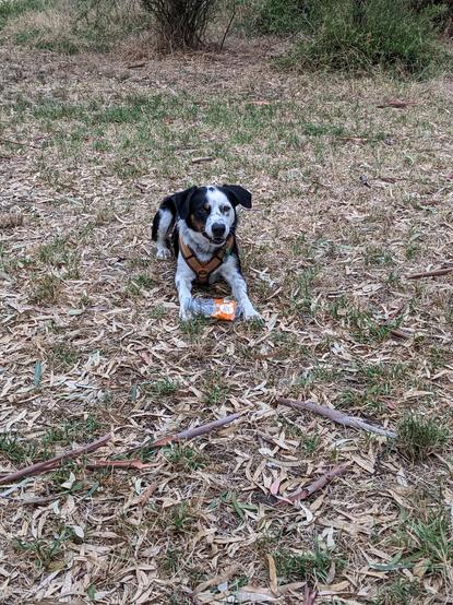 A Bordercollie cross dog is lying in the grass, proudly guarding a plastic bottle he found. There are trees in the background.