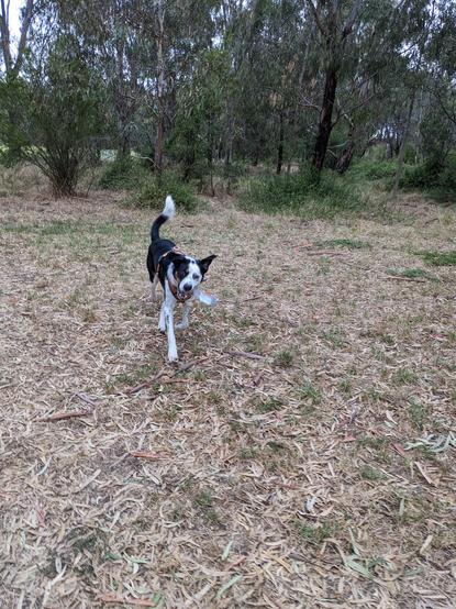 The same dog, running towards me, tail high, with the bottle in his mouth
