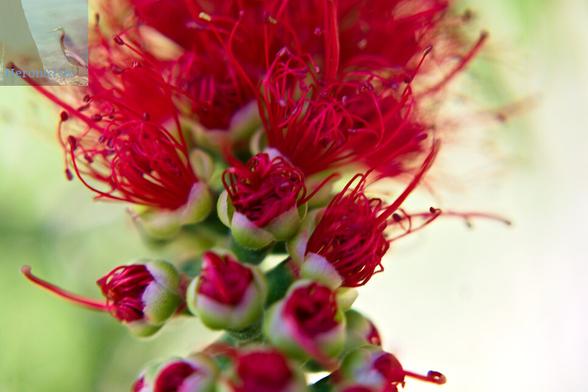 A macro photograph of a bottlebrush tree flower blooming. Small green pods are opening to allow slender red petals to burst out.