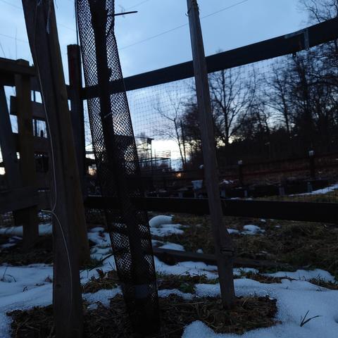 Stamskydd runt ett litet träd, i siluett mot solnedgången.