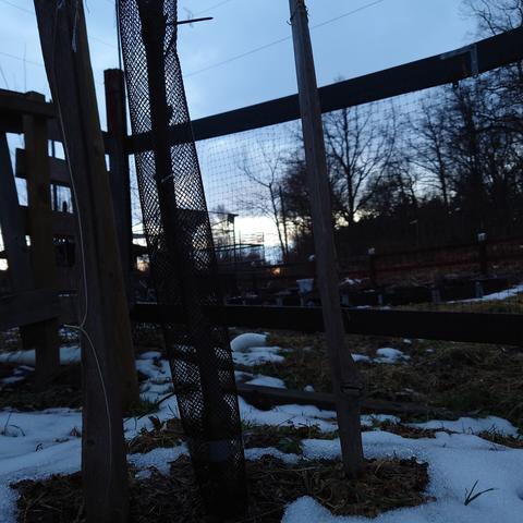 Stamskydd runt ett litet träd, i siluett mot solnedgången.