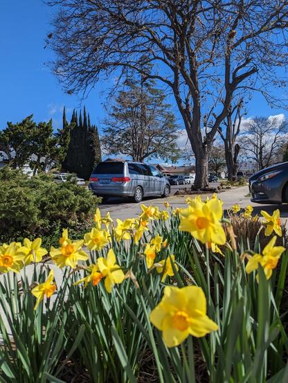 Daffodils flowering like crazy!  A large mass of daffodils blooming at the end of a driveway.  The mostly clear blue sky is the backdrop, a few fluffy white clouds  and the winter bare trees add texture.