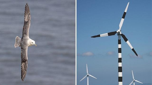 Ein paar Streifen auf Windturbinen könnten das Sterben von Seevögeln verringern, sagen Ornithologen - Einem neuen Bericht zufolge könnte die Bemalung von Windturbinen mit schwarzen und weißen Streifen verhindern, dass Seevögel mit ihnen kollidieren.

Das Risiko, dass Seevögel von den Turbinenblättern getroffen werden, ist ein wichtiger Aspekt bei Offshore-Windparks (OFWs), daher sind alle Maßnahmen zur Abschwächung sehr willkommen.

Es ist nicht das erste Mal, dass Forscher darüber nachdenken, Windturbinen auffälliger zu gestalten. In einer norwegischen Studie aus dem Jahr 2020 wurde festgestellt, dass ein schwarzer Anstrich eines der Rotorblätter den Vogelschlag um bis zu 70 % reduzieren könnte.

Aber der Schlüssel dazu, dass OFWs für Vögel auffälliger werden, liegt darin, wie ein Vogel zu sehen.

Professor Graham Martin, ein auf die sensorische Welt der Vögel spezialisierter Ornithologe, und Alex Banks, ein Ornithologie-Spezialist bei Natural England, haben sich in ihrer Studie, die in der Zeitschrift Global Ecology and Conservation veröffentlicht wurde, noch eingehender mit dem Sehvermögen der Vögel befasst.

Image: Copyright  Ali Marley/Getty / Graham Martin and Alex Banks