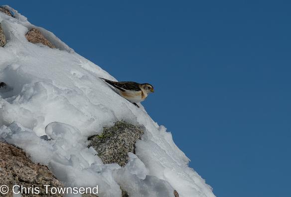 Bird - snow bunting - on snow