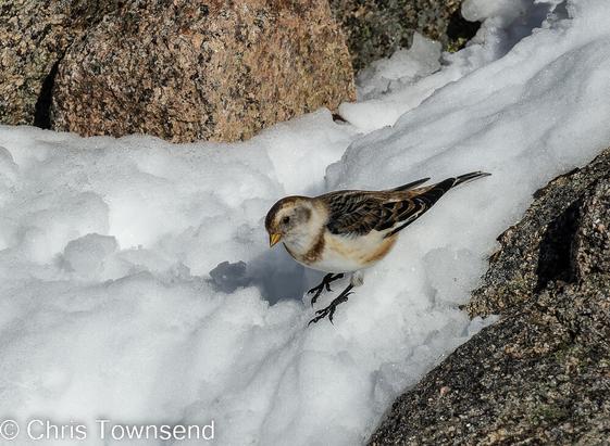Bird - snow bunting - on snow