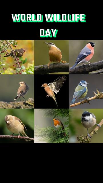 Happy world wildlife day everyone.