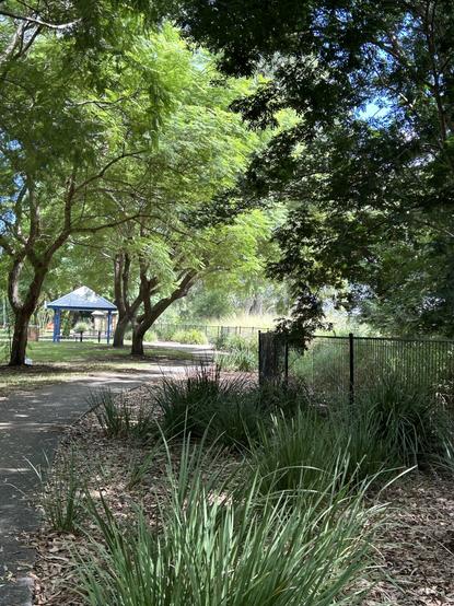 The pathway alongside the Brisbane river at Goodna seqld It is lined with jacaranda trees and a winding path