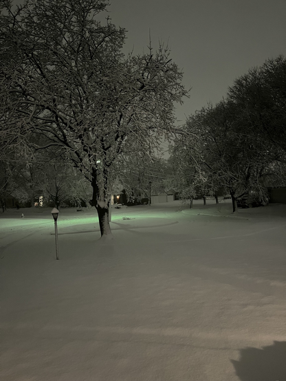 My neighborhood covered in snow.