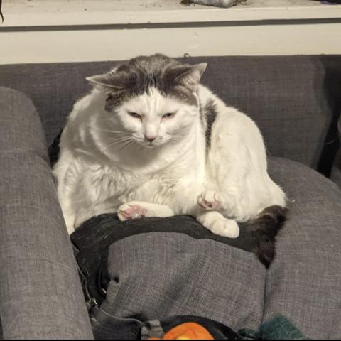 Similar image but of the cat this time, sitting in a similar position with it's ear cocked and giving a disgruntled expression