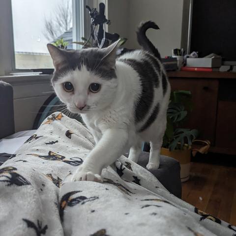 Cat again, you see she is white with large grey splotches. She is chunky, with a round head, big owl-like eyes, and dainty little paws. She is stepping onto a blanket-clad lap on the couch