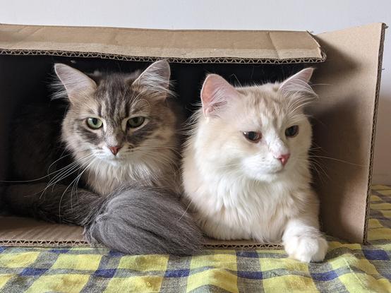 Two fluffy siberian cats, a grey and white one, sitting side by side in a box.