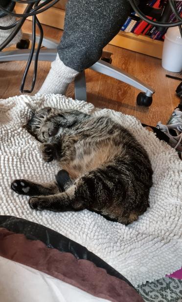 Groot cirkelvormig kattenmandje/kussentje onder bureau, met een tabby kat liggend schuin op de rug, met pootje over haar neus.