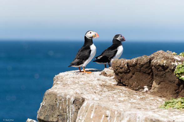 A couple of puffins in profile standing on top of a cliff.