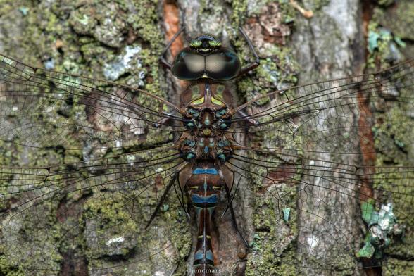 Photo of a large dragonfly, the eyes in focus, perched on a lichen-covered tree trunk. The view is zoomed in close to give a clear view of the thorax which blends in quite well with the bark.
