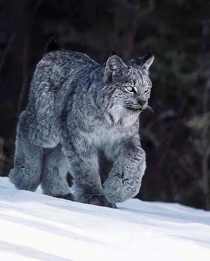 Canadian Lynx
Author unknown