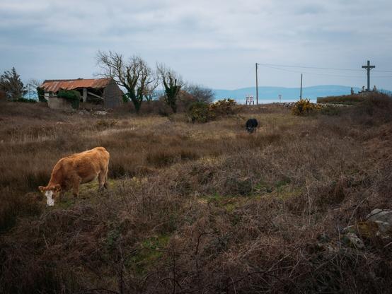 Cow in a field with churchyard crucifix in the background