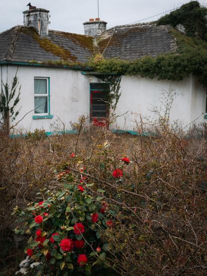 Derelict house with red front door, with red flowers in the foreground