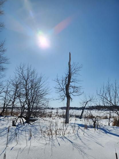 A dead tree on a small snow covered island points to a blazing sun, shining from a clear blue sky,. Snow covers the frozen lake.