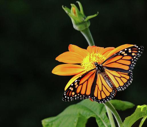 Monarch Butterfly in orange and black feeding on orange flower with buds and green leaves and black background