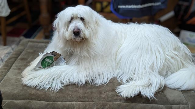 A larger fluffy white dog lies on a dog bed with a partially chewed cardboard box between his paws.