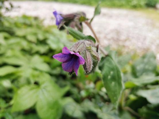 Bloeiend gevlekt lonkruid, met de focus op een van de bloemen. De paarse bloem is trompetvormig en de kelk is ruw behaard. Op de achtergrond is het gevlekte blad te zien.