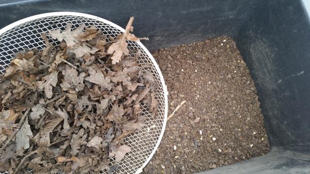 Die Stalleinstreu wurde durch ein altes Ventilatorgitter in einen Mörtelkübel gesiebt. Im Kübel befindet sich reifer, krümeliger Hühnerdung, auf dem Sieb liegt grobes Material wie Eichenlaub und frischerer, grober Mist.