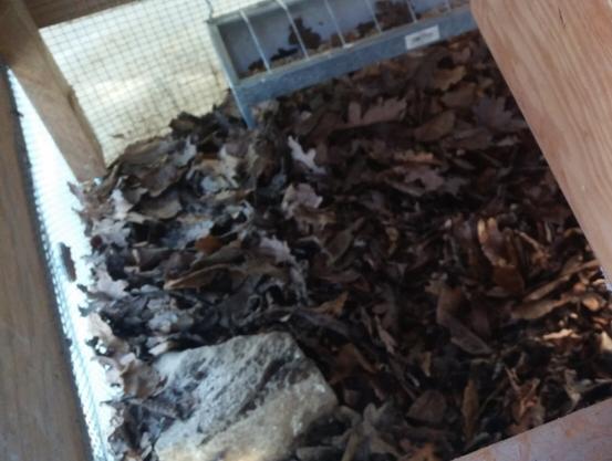 Erneuerte Tiefstreu aus frischem Eichenlaub auf dem Boden des Hühnerstalls.