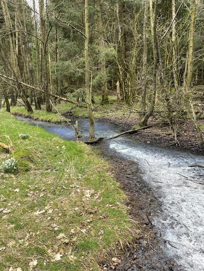 Shallow blue grey water, white crust bottom right, grassed banks with snowdrops bottom left, flows lazily through winter woodland. Bottom of trunks only.