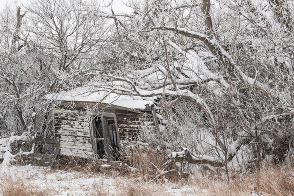 An abandoned farm house is crushed beneath a fallen snow covered tree. It is leaning precariously and one wall has gone altogether
