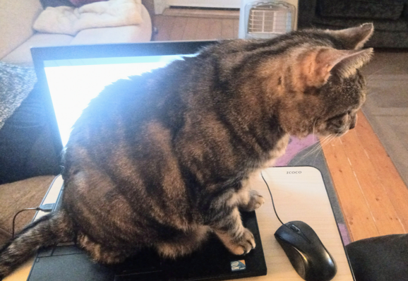 a picture of 'Stanley' the cat sitting on a laptop keyboard, oblivious to any attempt to shift him