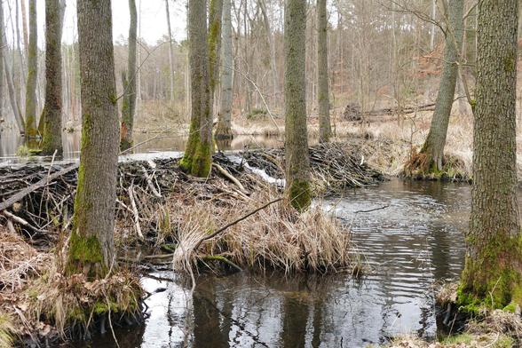 Ein Biberdamm staut den Fluss die Briese. Der Damm besteht aus einer großen Anzahl von Gehölzen. Der Damm hat eine ungefähre Länge von 4 Metern und staut das Wasser circa 70cm hoch auf.