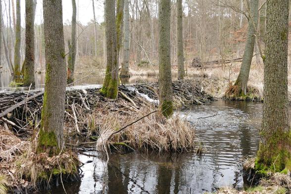 Ein Biberdamm staut den Fluss die Briese. Der Damm besteht aus einer großen Anzahl von Gehölzen. Der Damm hat eine ungefähre Länge von 4 Metern und staut das Wasser circa 70cm hoch auf.