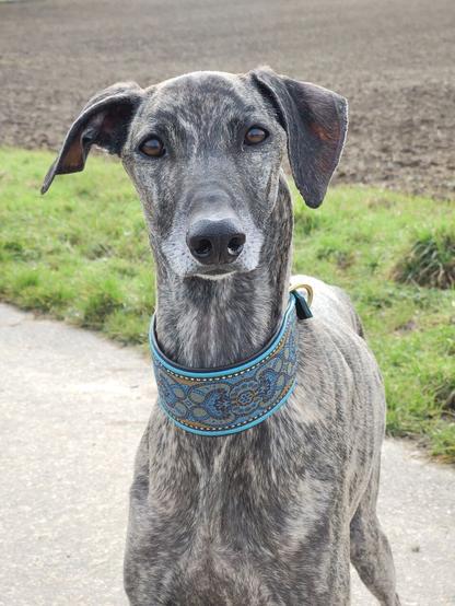 Sloughi Sarai schaut in die Kamera, sie trägt ein schönes breites Windhund-Halsband.